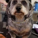 robyns Nest groom aug 2018.jpg