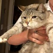 large_Robyns Nest rescue cat, Samuel.jpg