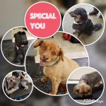 Robyns Nest website dog thanks.jpg
