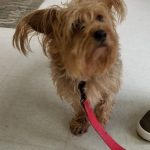 Oct 30, pre groom terrier.jpg
