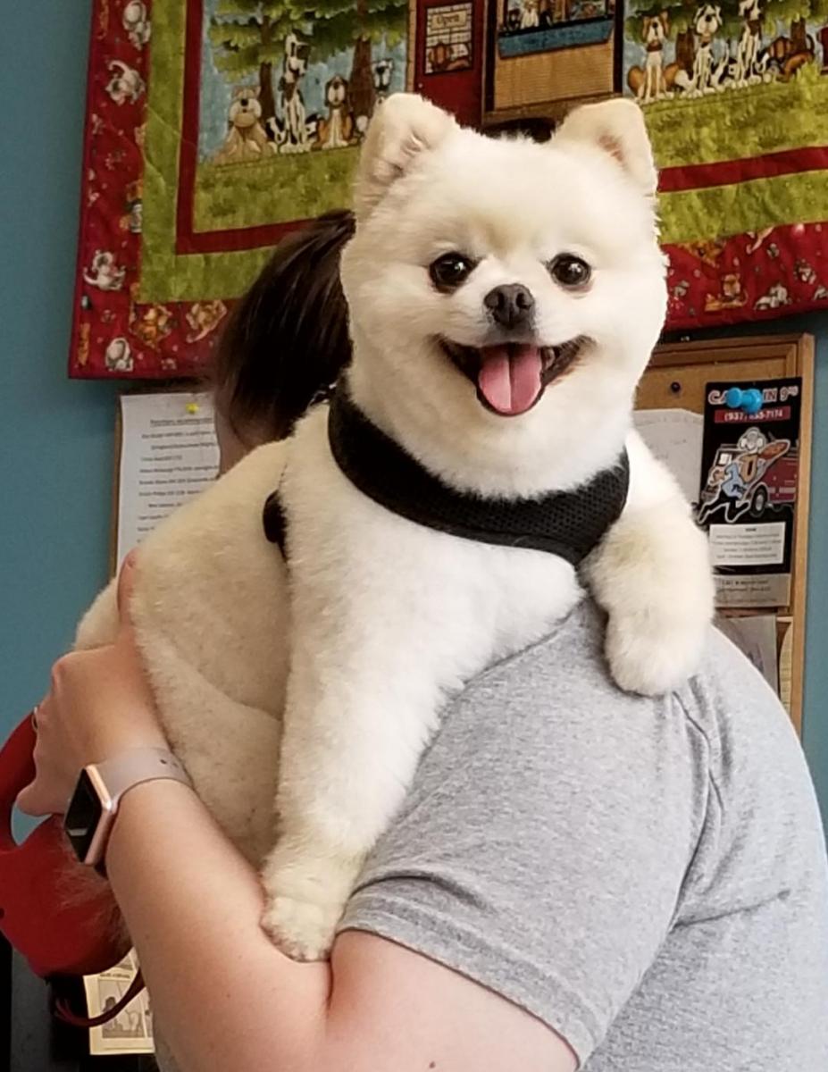 Mousse groomed.jpg
