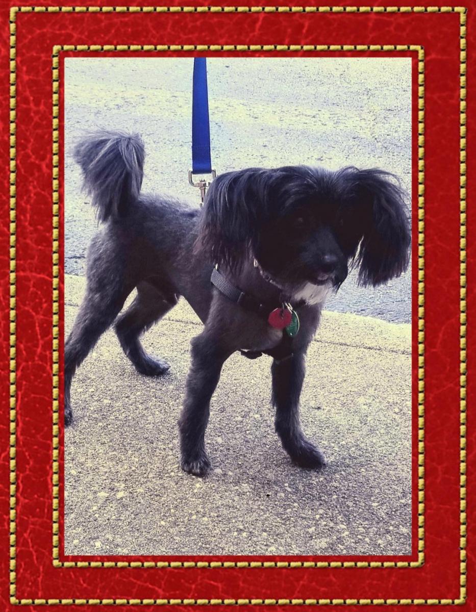groom black dog.jpg
