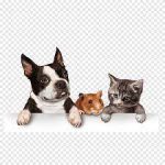 pets (3).jpg