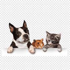 pets (3).jpg